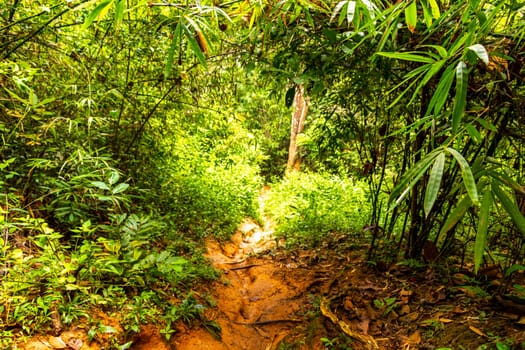 Tropical jungle and forest hiking trails through nature to the mountain peak in Chiang Mai Amphoe Mueang Chiang Mai Thailand in Southeastasia Asia.