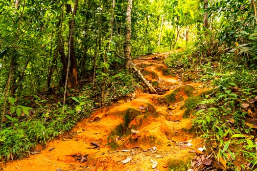 Tropical jungle and forest hiking trails through nature to the mountain peak in Chiang Mai Amphoe Mueang Chiang Mai Thailand in Southeastasia Asia.