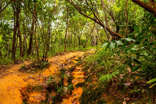 Tropical jungle and forest hiking trails through nature to the mountain peak in Chiang Mai Amphoe Mueang Chiang Mai Thailand in Southeastasia Asia.