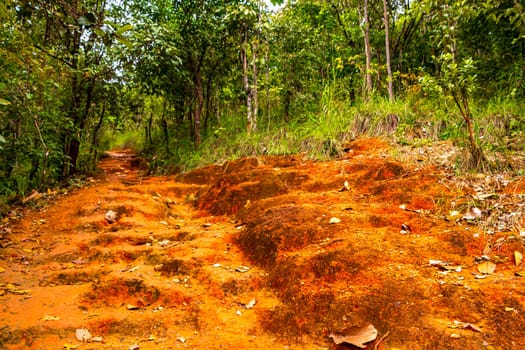 Tropical jungle and forest hiking trails through nature to the mountain peak in Chiang Mai Amphoe Mueang Chiang Mai Thailand in Southeastasia Asia.