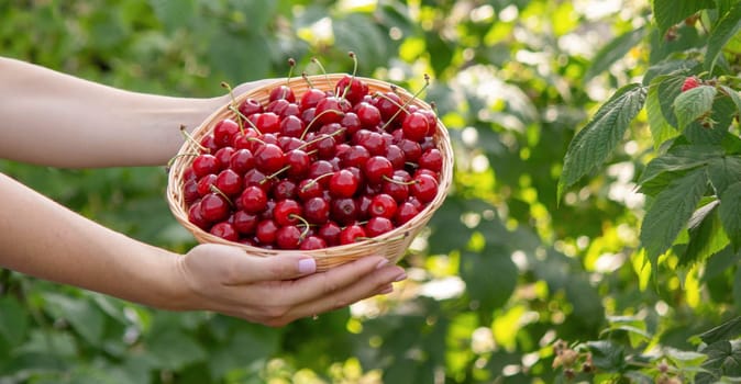 a woman holds a basket with cherries in her hands on the background of a garden. Selective focus.