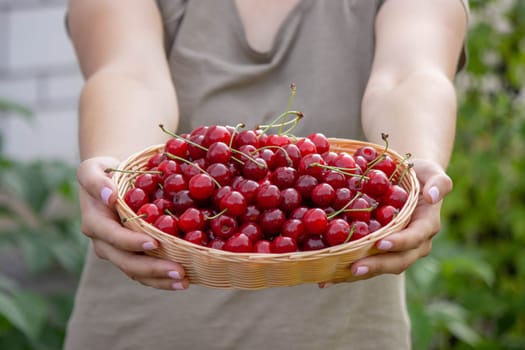 a woman holds a basket with cherries in her hands on the background of a garden. Selective focus.