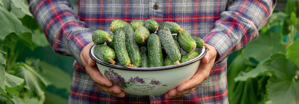 a man harvests cucumbers. Selective focus.
