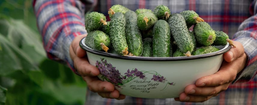 a man harvests cucumbers. Selective focus.