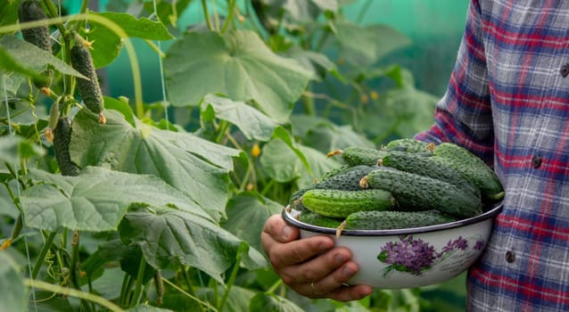 a man harvests cucumbers. Selective focus.