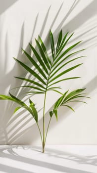 A close up of a plant with its leaves and shadow