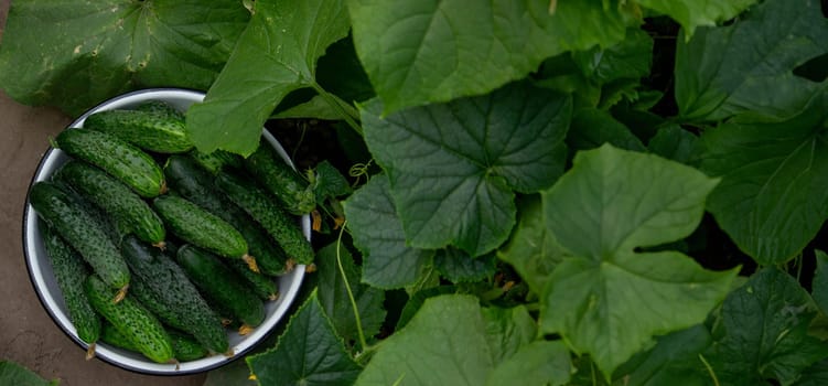 cucumbers harvest on the plot, cucumbers in a bowl. Selective focus.