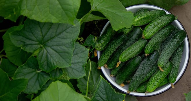 cucumbers harvest on the plot, cucumbers in a bowl. Selective focus.