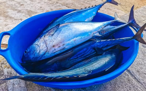 Freshly caught fish on the market texture pattern in Zicatela Puerto Escondido Oaxaca Mexico.