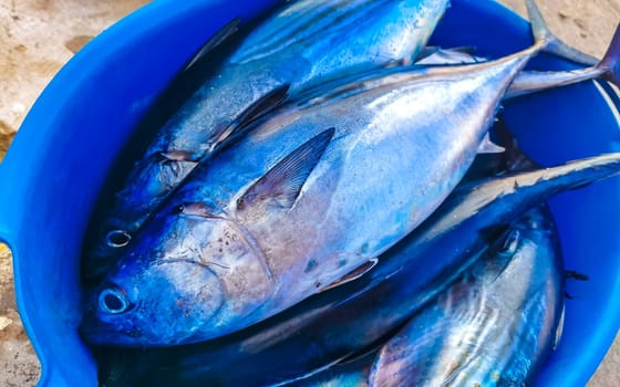 Freshly caught fish on the market texture pattern in Zicatela Puerto Escondido Oaxaca Mexico.