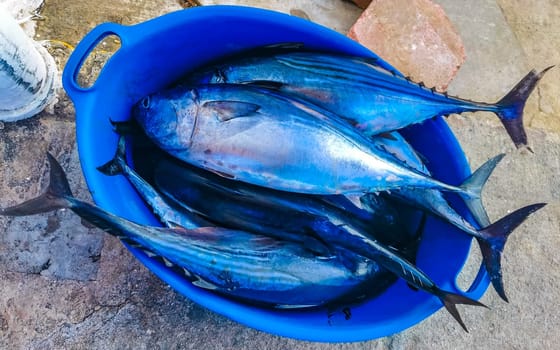 Freshly caught fish on the market texture pattern in Zicatela Puerto Escondido Oaxaca Mexico.