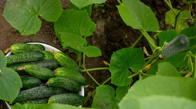 cucumbers harvest on the plot, cucumbers in a bowl. Selective focus.