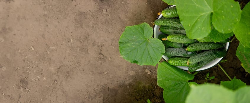 cucumbers harvest on the plot, cucumbers in a bowl. Selective focus.