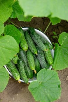 cucumbers harvest on the plot, cucumbers in a bowl. Selective focus.