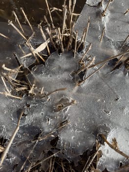 thin transparent ice on a puddle in the park on a spring day, foliage through the ice, dry grass through ice. High quality photo