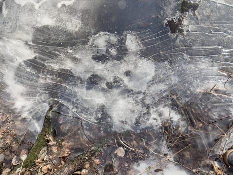 thin transparent ice on a puddle in the park on a spring day, foliage through the ice, dry grass through ice. High quality photo