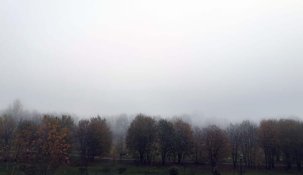 A cluster of tall trees rises from the green grass, their leafy branches reaching towards the sky. The landscape is dotted with these trees, creating a natural forest-like scene.