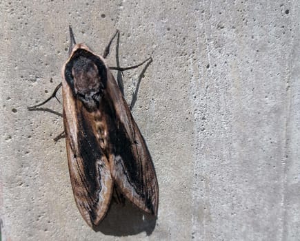 A brown and black insect crawls on a rough cement wall, with its segmented body and antennae clearly visible against the gray surface. The insect moves slowly and methodically over the textured wall.