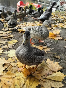 A flock of ducks standing together on top of a ground covered with fallen leaves. The ducks are surrounded by a sea of colorful foliage as they forage for food.