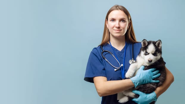 Veterinarian holding a Siberian Husky puppy. Professional pet care and animal rescue concept on a blue background. Studio portrait for veterinary services, poster, and educational material