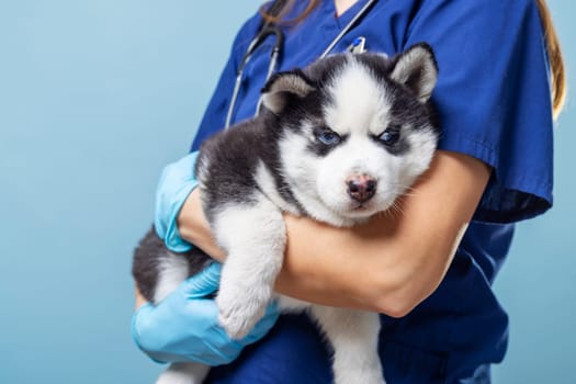 Veterinarian holding Siberian Husky puppy. Studio pet portrait with blue background. Animal healthcare concept. Design for veterinary services, pet care education