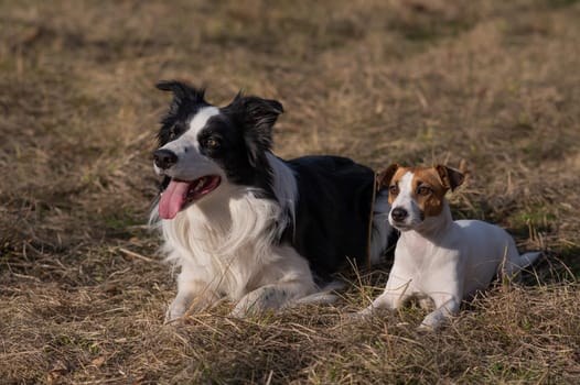 Dog jack russell terrier and border collie lie on yellow autumn grass