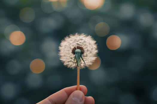 A hand holding a dandelion in a dark blue background.