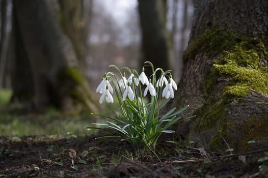 Small cluster of snowdrops positioned near the base of a moss covered tree trunk within a forest setting, background of the image portrays a blurred forest atmosphere and magical of the scene