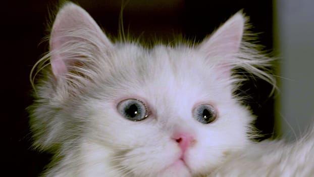 cat with blue eyes close-up low light