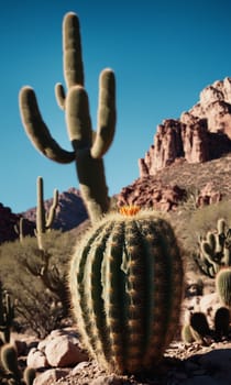 Prickly cactus in the desert close-up.