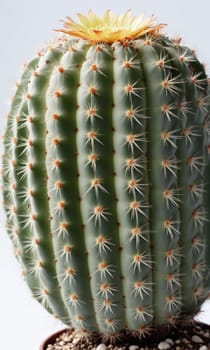 Cactus with yellow flower in pot on white background. Close up