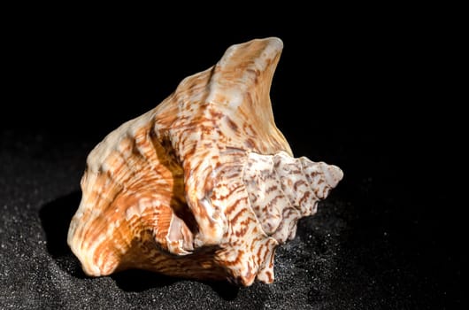 Lobatus raninus or hawk-wing conch sea shell on a black sand background