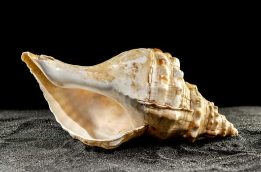 Big Pleuroploca trapezium or trapezium horse conch sea shell on a black sand background