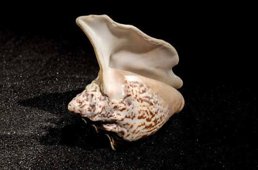 Lobatus raninus or hawk-wing conch sea shell on a black sand background
