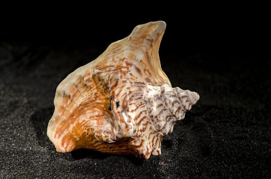 Lobatus raninus or hawk-wing conch sea shell on a black sand background