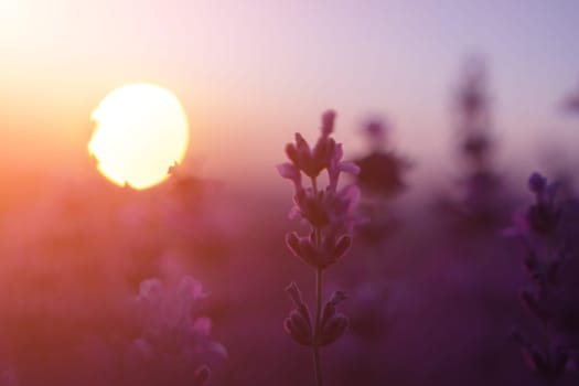 Lavender flower field closeup, fresh purple aromatic flowers for natural background. Violet lavender field in Provence, France.