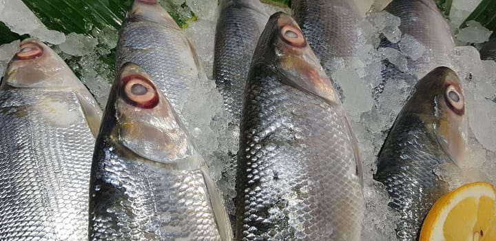 Bangus milk fish laying on a fresh ice at a wet market. It is a common tasty and national fish raw fish