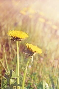 Yellow dandelions flower field. Close up daisy in the nature. Flowers in sun light. Vertical