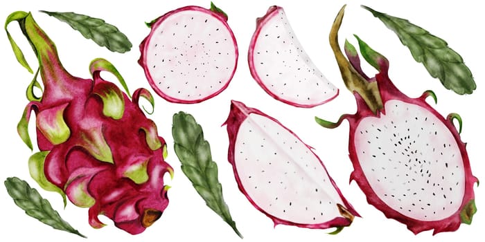 Dragon fruit isolated. Watercolor large set with whole pitaya, segments and leaves. Ripe exotic fruit of Thailand for the design of menus for tropical cocktails and vegetarian restaurants. Botanical clip art. High quality illustration