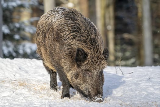 Wild boar on winter forest on snow