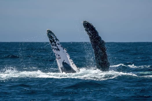 An humpback whale slapping pectoral fins in todos santos cabo san lucas baja california sur mexico pacific ocean