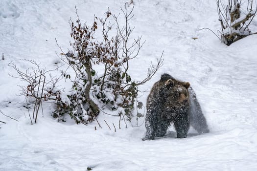 Brown Bears standing while snowing in the snow in winter forest