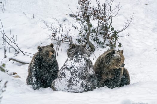 Brown Bears standing while snowing in the snow in winter forest