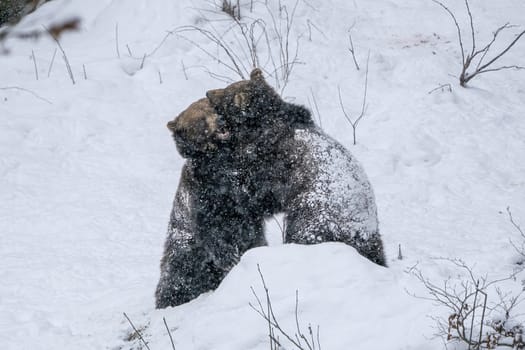 Brown Bears fight or play in the snow in winter forest