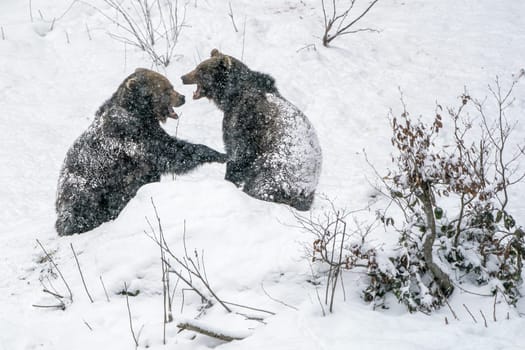 Brown Bears fight or play in the snow in winter forest