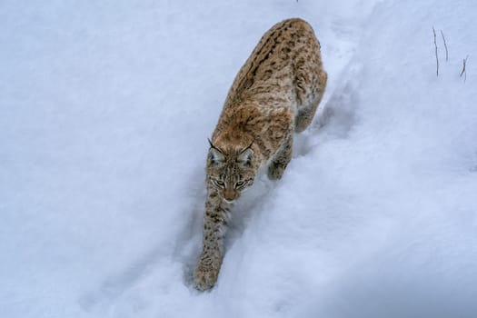 hunting Eurasian Lynx walking, wild cat in the forest with snow. Wildlife scene from winter nature. Cute big cat in habitat, cold condition.