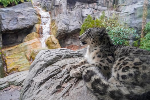 Portrait of a snow leopard, Panthera uncia close up looking at a waterfall from a rock