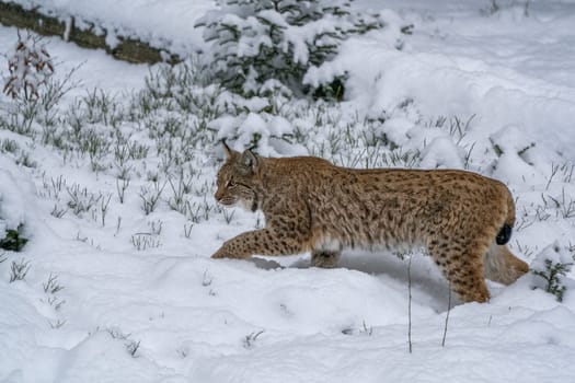 hunting Eurasian Lynx walking, wild cat in the forest with snow. Wildlife scene from winter nature. Cute big cat in habitat, cold condition.