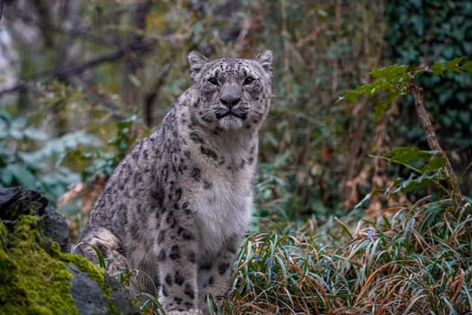 Portrait of a snow leopard, Panthera uncia close up looking at you