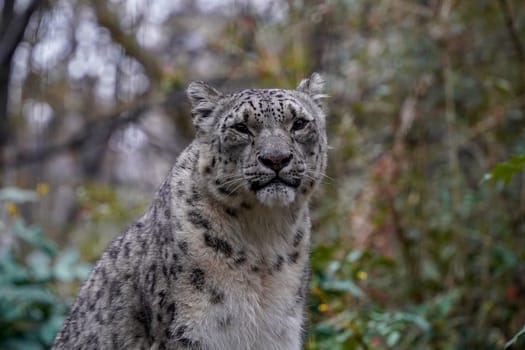 Portrait of a snow leopard, Panthera uncia close up looking at you